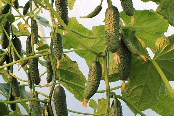 ต้นแตงกวา