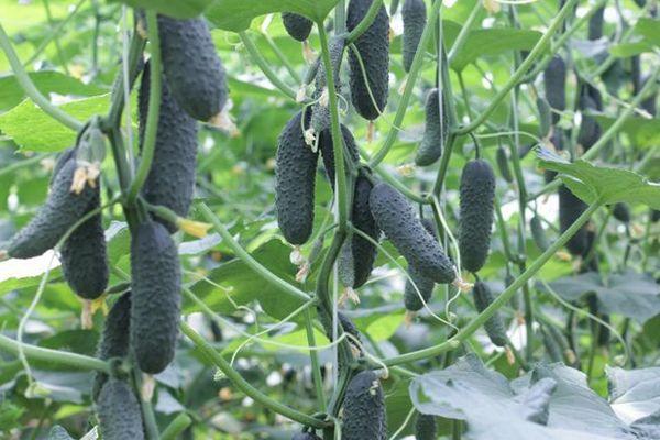 ต้นแตงกวา