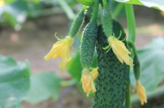 ดอกแตงกวา