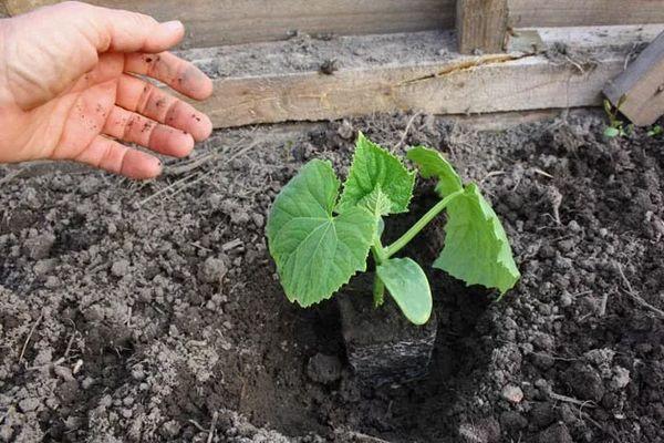 แตงกวาอ่อน