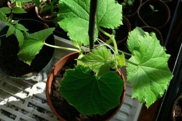 แตงกวาในกระถาง