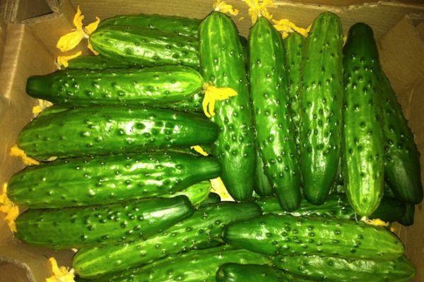 การเก็บเกี่ยวแตงกวา