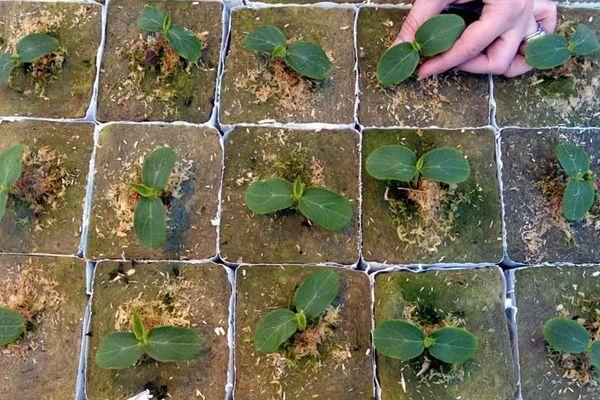 ต้นกล้าแตงกวา