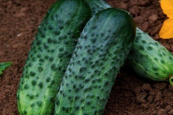 ผลแตงกวา