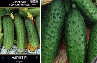 เจ้าสัว f1