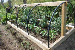 วิธีสร้างโรงเรือนปลูกมะเขือเทศด้วยตัวเอง