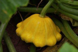 คำอธิบายเกี่ยวกับสควอช 'UFO' ที่สุกเร็วและให้ผลผลิตสูง และเทคนิคการเพาะปลูก