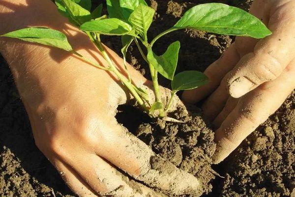 การปลูกพริก