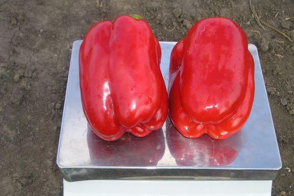 พริกบนตาชั่ง