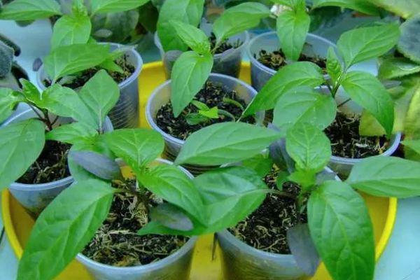 ต้นกล้าพริก