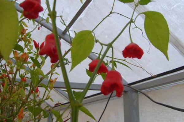 การปลูกพริก