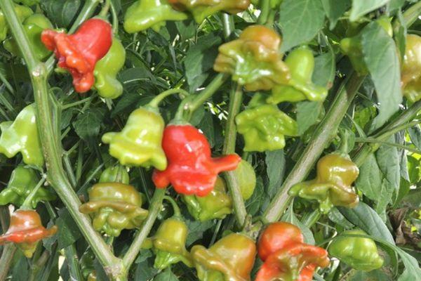 การปลูกพริก