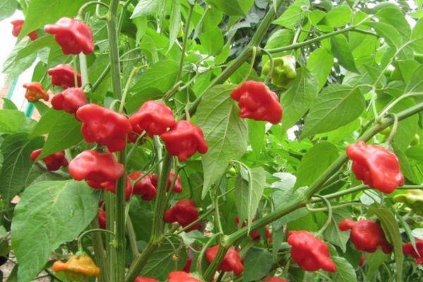 การปลูกพริก