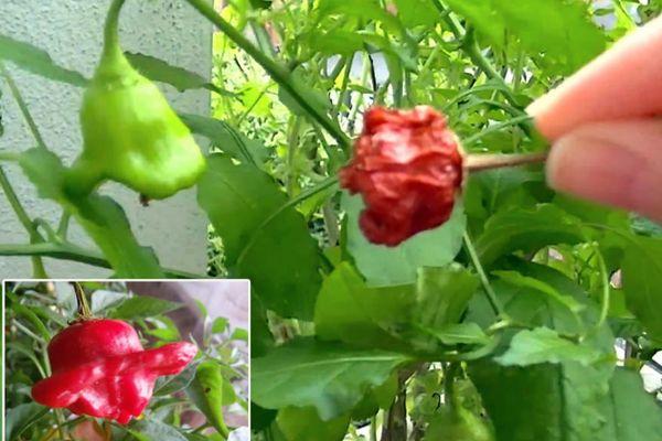 การปลูกพริก