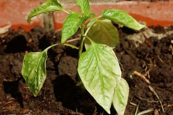 พริกอ่อน