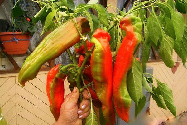 พุ่มไม้ที่มีพริก