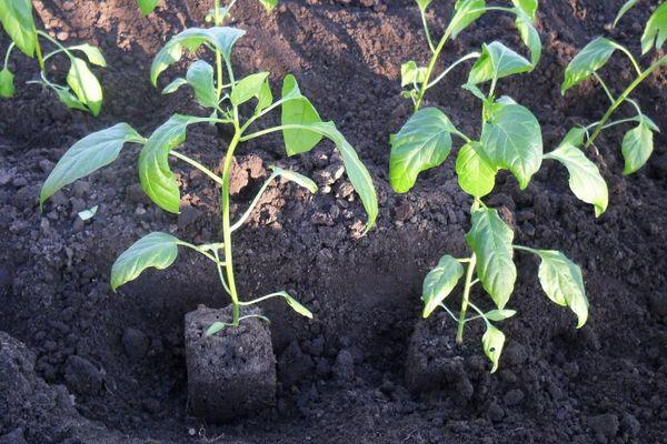 ถั่วงอกพริก