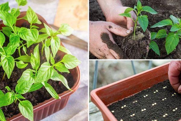 การปลูกต้นกล้า