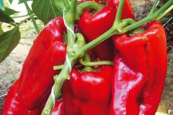 พริกแดง