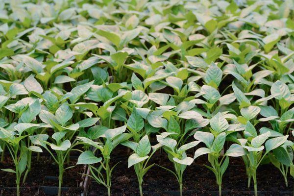 คำอธิบายเกี่ยวกับของขวัญพริกหวานมอลโดวาและการปลูกโดยใช้ต้นกล้า