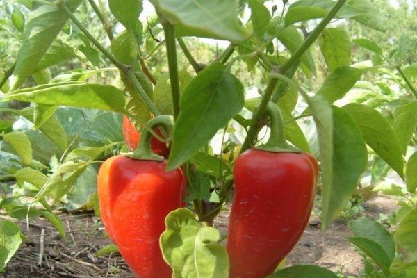 พริกแดง