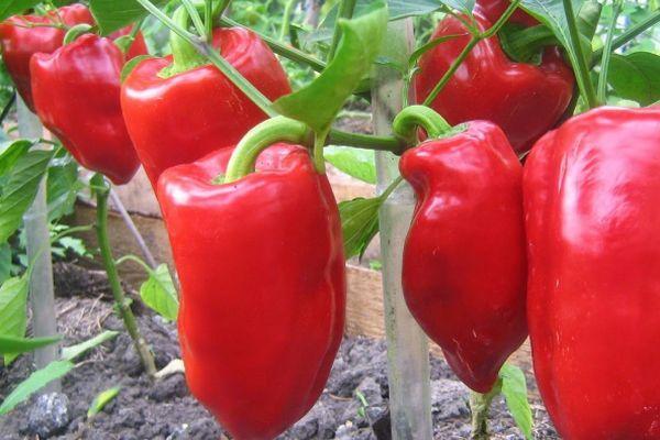 พริกแดง