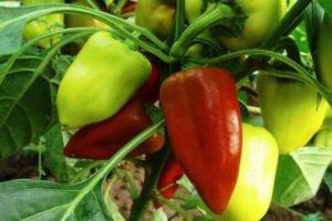 คำอธิบายเกี่ยวกับของขวัญพริกหวานมอลโดวาและการปลูกโดยใช้ต้นกล้า