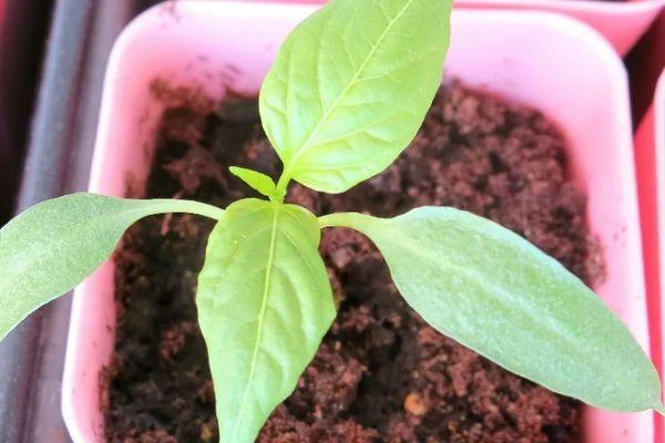 plants de poivrons