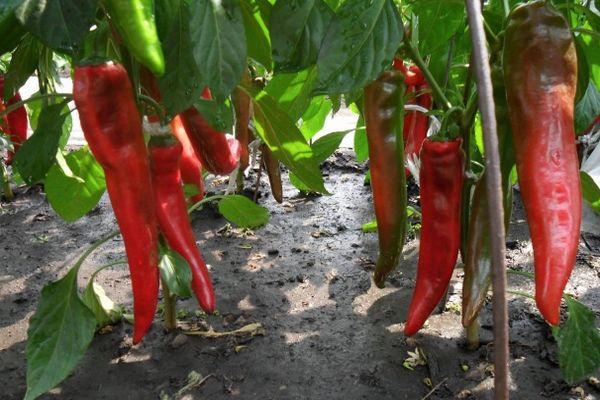 Cultiver des poivrons