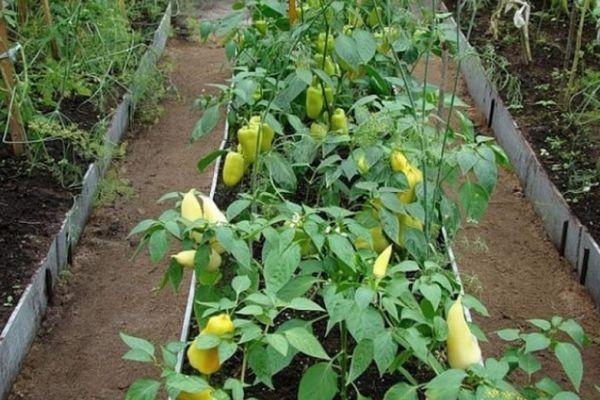 พริกหวาน