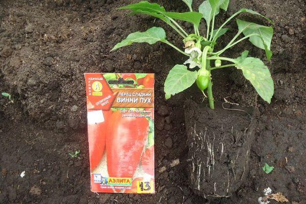 เมล็ดพริก