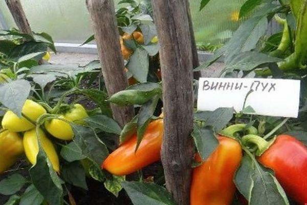 พริกหวาน