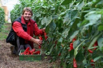 การปลูกพริก