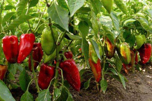 การปลูกพริก