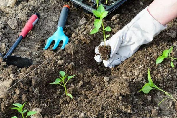 ต้นกล้าพริก