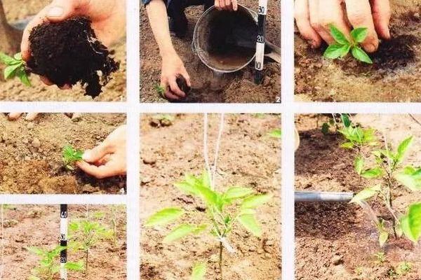 การปลูกต้นกล้า