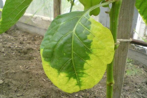 ใบเหลือง