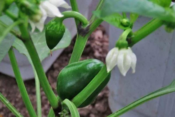 ดอกพริก