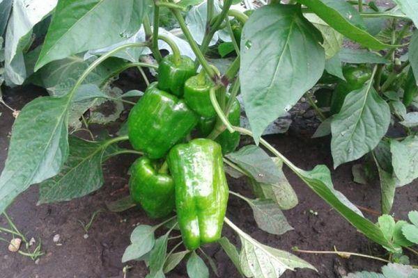 การปลูกพริก