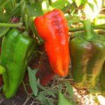 พุ่มไม้ที่มีพริก