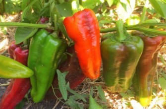 พุ่มไม้ที่มีพริก