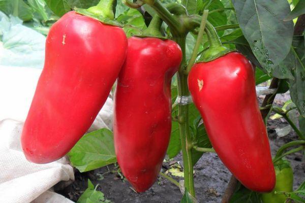 พริกแดง