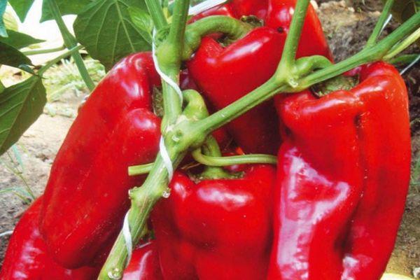 พริกแดง