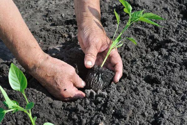 การปลูกต้นกล้า