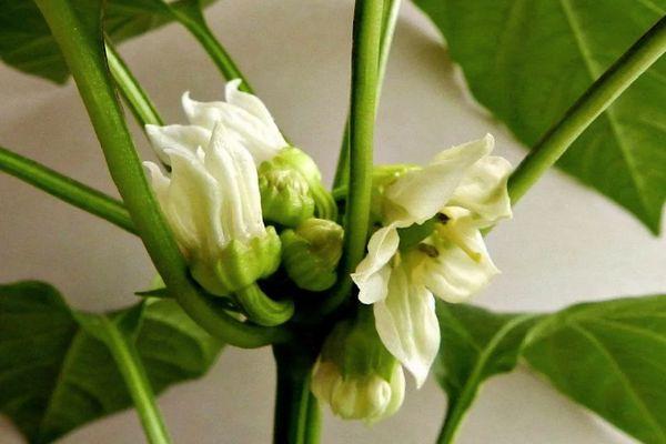 ดอกพริก