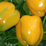 buisson aux poivrons