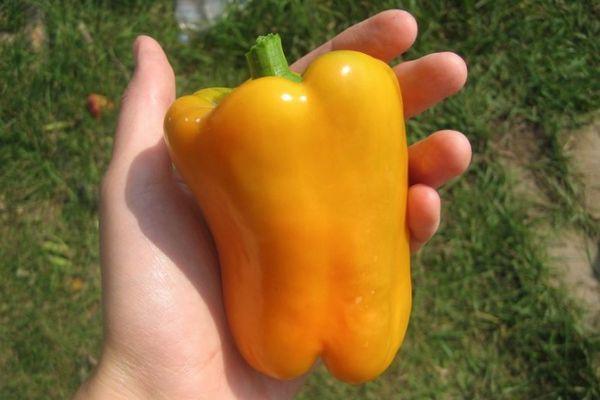 พริกหยวก