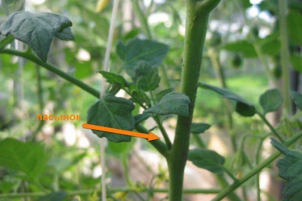 การเด็ดยอดด้านข้างของมะเขือเทศ