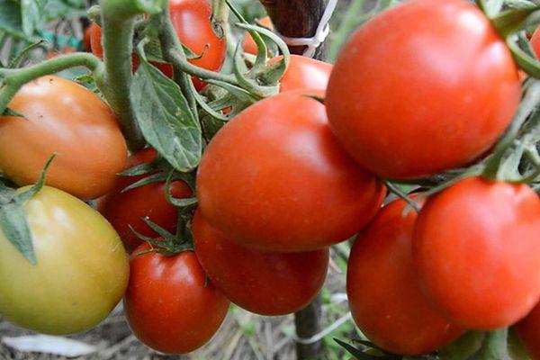 ริโอ ฟูเอโก