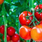 กิ่งพันธุ์มะเขือเทศ